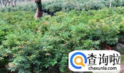 嘉宝果的种植方法