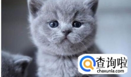 怎么把英短蓝猫养胖