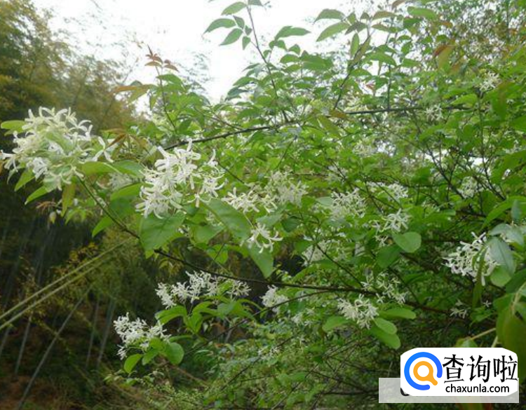 流苏树风水禁忌