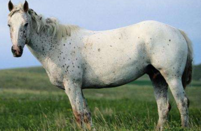 1978年属什么生肖