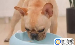 狗拉肚子吃什么药 狗拉肚子是什么原因