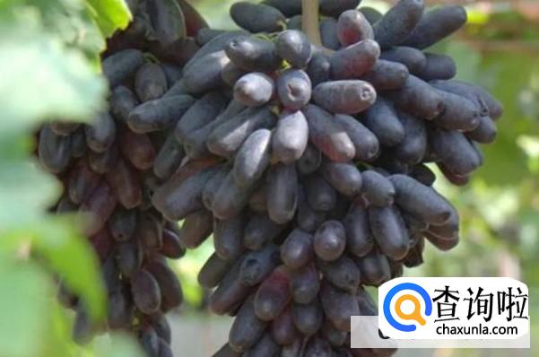 蓝宝石葡萄种植要注意什么