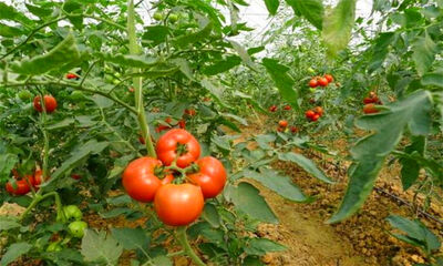 番茄可以生吃吗