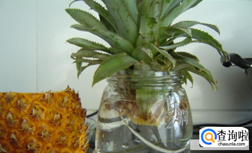 菠萝顶花怎么栽合适