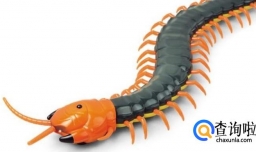 饲养宠物蜈蚣的八个注意事项