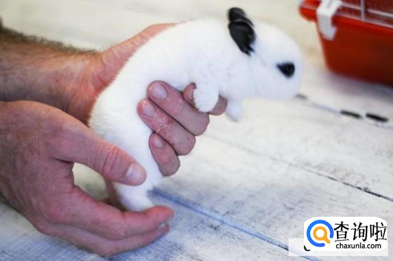 如何让兔子跟自己亲近