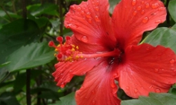 扶桑花的寓意是什么？