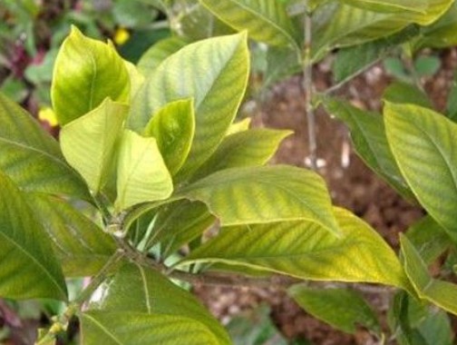 栀子花叶子发黄是什么原因