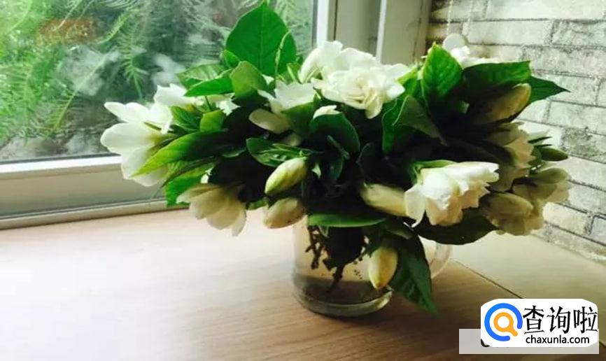 枝枝花怎样保存最好