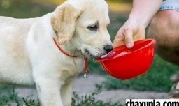 狗狗有眼屎怎么办