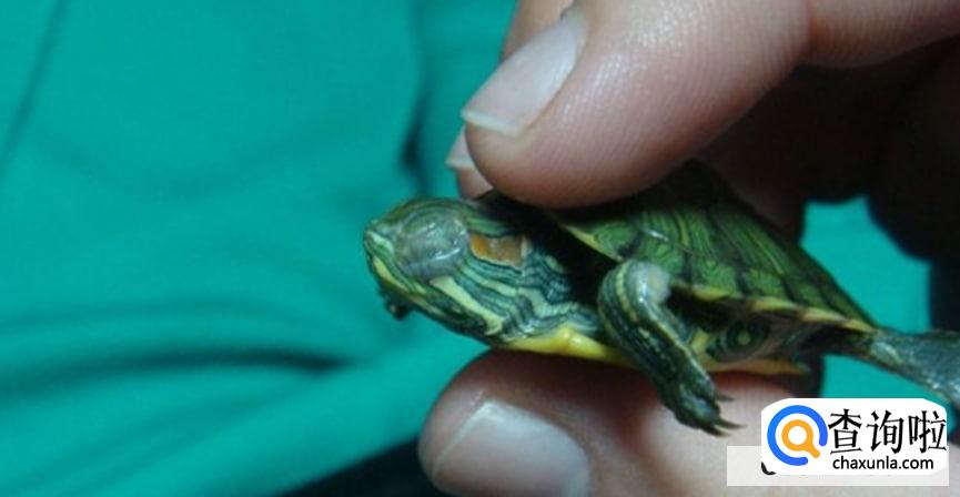 乌龟眼睛肿了睁不开怎么办