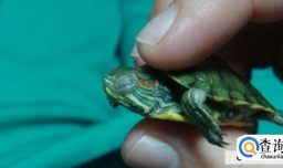 乌龟眼睛肿了睁不开怎么办