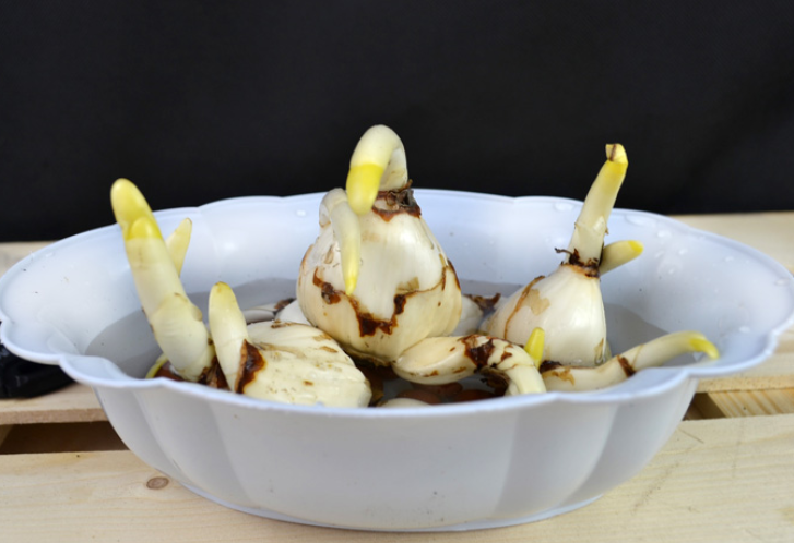 关于水仙花的诗歌？