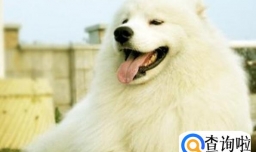 萨摩耶拉稀怎么处理？