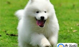 几个月小狗小萨摩耶到新家之后需要做什么