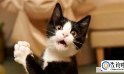 如何识别猫的情绪