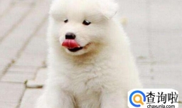 养萨摩耶的好处和坏处，养萨摩耶需要什么常识