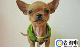 吉娃娃吃什么水果好,吉娃娃吃柚子注意事项