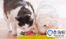 狗狗可以吃猫粮不