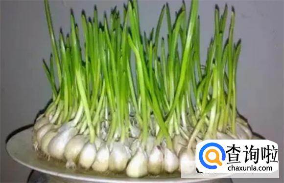 想吃大蒜苗怎么种植