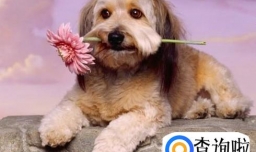 狗长双排牙怎么办？狗长双排牙的解决方法