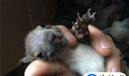 松鼠幼崽新手如何驯养