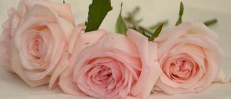 粉玫瑰代表什么意思