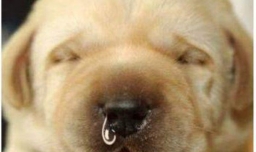 狗狗一个鼻孔流黄鼻涕是怎么回事