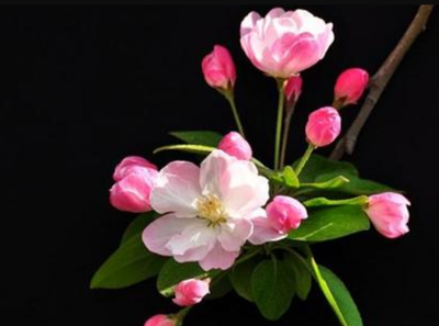 海棠的花语是什么