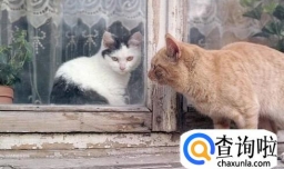 日常生活中猫咪最讨厌铲屎官的八个行为是什么？