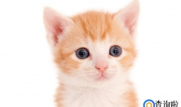 猫咪不拉大便怎么回事