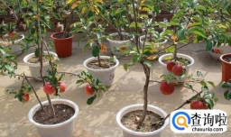 如何种植苹果小盆栽