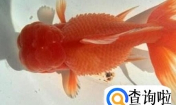 金鱼炸鳞怎么治