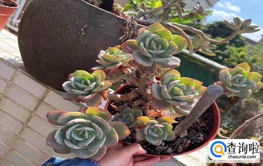 白凤怎么养才会长的茂盛