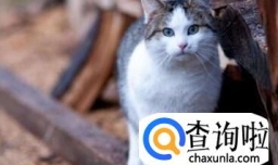 猫咪患肾病的5大症状！
