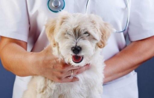 宠物医生资格证怎么考