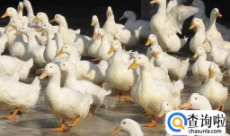 养鸭成本高吗？养鸭致富小故事—养鸭技术分享