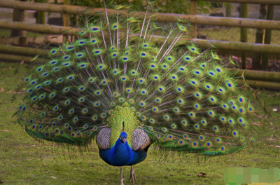 孔雀开屏是什么意思