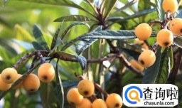 孕妇可以吃枇杷吗