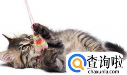 小猫掉毛怎么办？