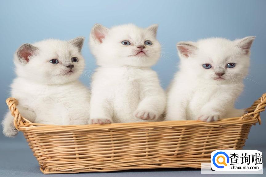 孕妇可以养猫吗