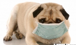 宠物生病有哪些表现