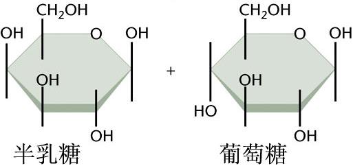 乳糖是不是还原糖