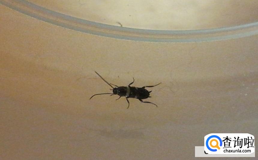 屋里小黑虫特别多的原因