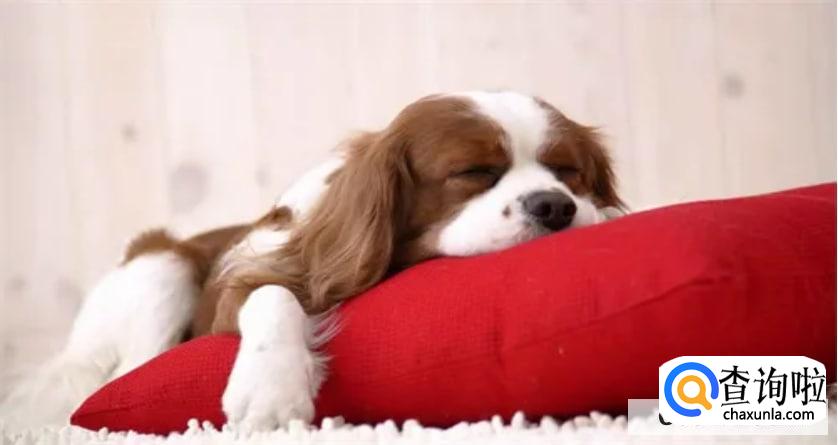 狗狗患上风湿病的原因是什么?