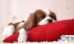 狗狗患上风湿病的原因是什么?