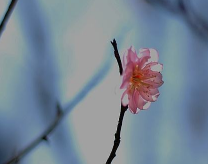 孤芳自赏意思是什么意思