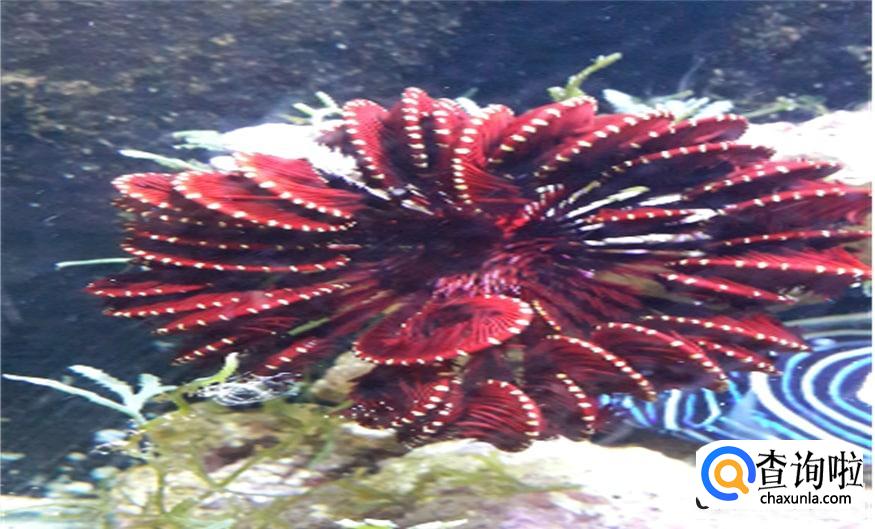 羽毛星怎么养比较好