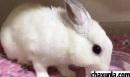 兔子怎么饲养好