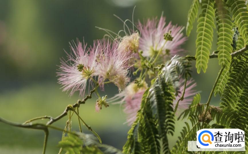 合欢树的养殖方法有哪些